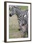 Plains Zebra (Equus Quagga), Masai Mara, Kenya, East Africa, Africa-Sergio Pitamitz-Framed Photographic Print