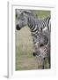 Plains Zebra (Equus Quagga), Masai Mara, Kenya, East Africa, Africa-Sergio Pitamitz-Framed Photographic Print