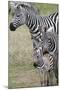 Plains Zebra (Equus Quagga), Masai Mara, Kenya, East Africa, Africa-Sergio Pitamitz-Mounted Photographic Print