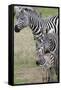 Plains Zebra (Equus Quagga), Masai Mara, Kenya, East Africa, Africa-Sergio Pitamitz-Framed Stretched Canvas