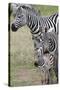 Plains Zebra (Equus Quagga), Masai Mara, Kenya, East Africa, Africa-Sergio Pitamitz-Stretched Canvas