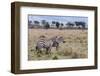 Plains Zebra (Equus Quagga), Masai Mara, Kenya, East Africa, Africa-Sergio Pitamitz-Framed Photographic Print