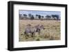 Plains Zebra (Equus Quagga), Masai Mara, Kenya, East Africa, Africa-Sergio Pitamitz-Framed Photographic Print