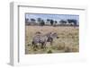 Plains Zebra (Equus Quagga), Masai Mara, Kenya, East Africa, Africa-Sergio Pitamitz-Framed Photographic Print