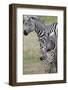 Plains Zebra (Equus Quagga), Masai Mara, Kenya, East Africa, Africa-Sergio Pitamitz-Framed Photographic Print