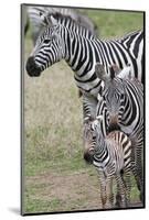 Plains Zebra (Equus Quagga), Masai Mara, Kenya, East Africa, Africa-Sergio Pitamitz-Mounted Photographic Print