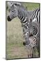Plains Zebra (Equus Quagga), Masai Mara, Kenya, East Africa, Africa-Sergio Pitamitz-Mounted Photographic Print