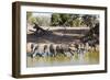 Plains zebra (Equus quagga), Mkhuze Game Reserve, Kwazulu-Natal, South Africa, Africa-Christian Kober-Framed Photographic Print