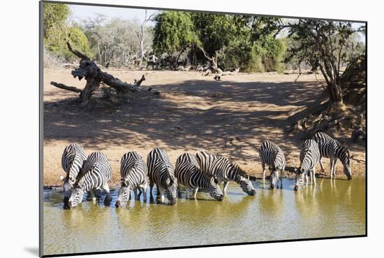 Plains zebra (Equus quagga), Mkhuze Game Reserve, Kwazulu-Natal, South Africa, Africa-Christian Kober-Mounted Photographic Print
