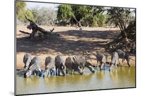 Plains zebra (Equus quagga), Mkhuze Game Reserve, Kwazulu-Natal, South Africa, Africa-Christian Kober-Mounted Photographic Print