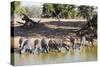 Plains zebra (Equus quagga), Mkhuze Game Reserve, Kwazulu-Natal, South Africa, Africa-Christian Kober-Stretched Canvas