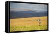 Plains Zebra (Equus Quagga), Nyika National Park, Malawi, Africa-Michael Runkel-Framed Stretched Canvas