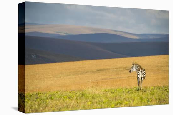 Plains Zebra (Equus Quagga), Nyika National Park, Malawi, Africa-Michael Runkel-Stretched Canvas