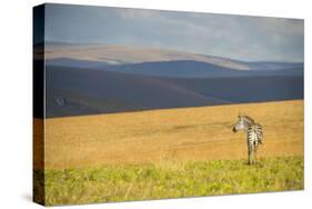 Plains Zebra (Equus Quagga), Nyika National Park, Malawi, Africa-Michael Runkel-Stretched Canvas