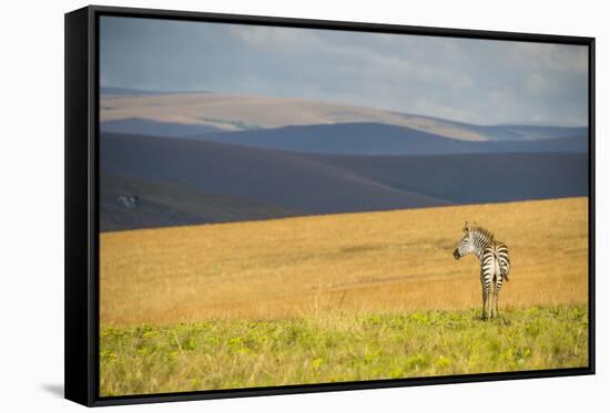 Plains Zebra (Equus Quagga), Nyika National Park, Malawi, Africa-Michael Runkel-Framed Stretched Canvas