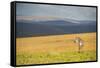 Plains Zebra (Equus Quagga), Nyika National Park, Malawi, Africa-Michael Runkel-Framed Stretched Canvas