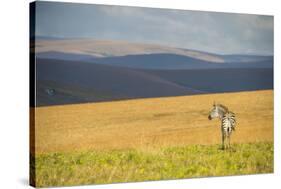 Plains Zebra (Equus Quagga), Nyika National Park, Malawi, Africa-Michael Runkel-Stretched Canvas