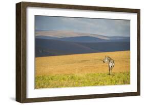 Plains Zebra (Equus Quagga), Nyika National Park, Malawi, Africa-Michael Runkel-Framed Photographic Print