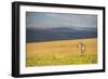 Plains Zebra (Equus Quagga), Nyika National Park, Malawi, Africa-Michael Runkel-Framed Photographic Print