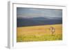 Plains Zebra (Equus Quagga), Nyika National Park, Malawi, Africa-Michael Runkel-Framed Photographic Print