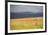 Plains Zebra (Equus Quagga), Nyika National Park, Malawi, Africa-Michael Runkel-Framed Photographic Print