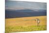 Plains Zebra (Equus Quagga), Nyika National Park, Malawi, Africa-Michael Runkel-Mounted Photographic Print