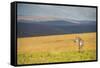 Plains Zebra (Equus Quagga), Nyika National Park, Malawi, Africa-Michael Runkel-Framed Stretched Canvas