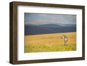 Plains Zebra (Equus Quagga), Nyika National Park, Malawi, Africa-Michael Runkel-Framed Photographic Print