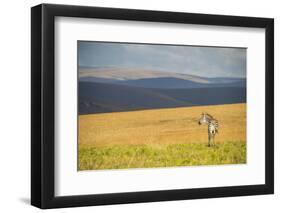 Plains Zebra (Equus Quagga), Nyika National Park, Malawi, Africa-Michael Runkel-Framed Photographic Print