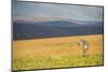 Plains Zebra (Equus Quagga), Nyika National Park, Malawi, Africa-Michael Runkel-Mounted Photographic Print