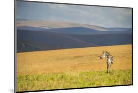 Plains Zebra (Equus Quagga), Nyika National Park, Malawi, Africa-Michael Runkel-Mounted Photographic Print
