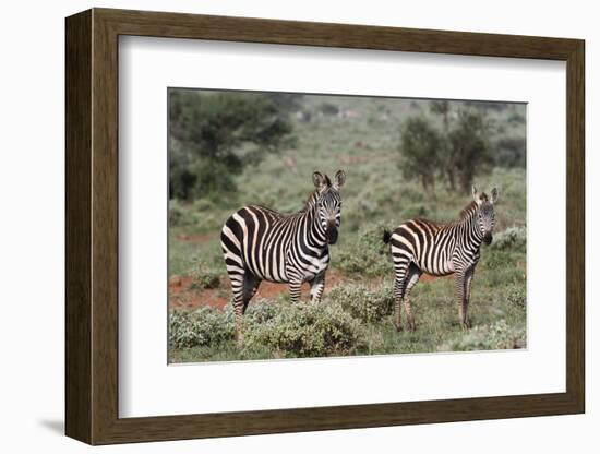 Plains zebra, Equus quagga, Tsavo, Kenya.-Sergio Pitamitz-Framed Photographic Print