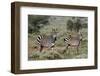 Plains zebra, Equus quagga, Tsavo, Kenya.-Sergio Pitamitz-Framed Photographic Print