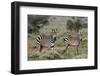 Plains zebra, Equus quagga, Tsavo, Kenya.-Sergio Pitamitz-Framed Photographic Print