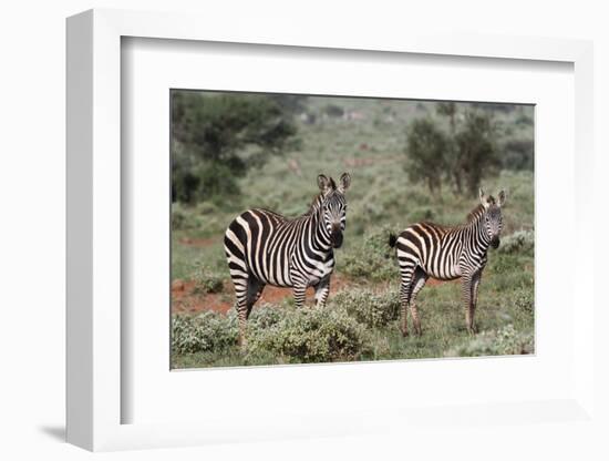 Plains zebra, Equus quagga, Tsavo, Kenya.-Sergio Pitamitz-Framed Photographic Print