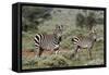 Plains zebra, Equus quagga, Tsavo, Kenya.-Sergio Pitamitz-Framed Stretched Canvas