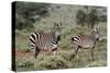 Plains zebra, Equus quagga, Tsavo, Kenya.-Sergio Pitamitz-Stretched Canvas