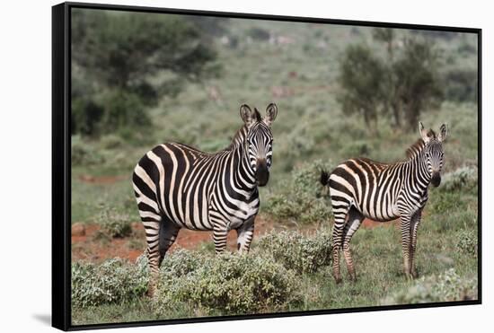 Plains zebra, Equus quagga, Tsavo, Kenya.-Sergio Pitamitz-Framed Stretched Canvas