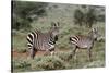 Plains zebra, Equus quagga, Tsavo, Kenya.-Sergio Pitamitz-Stretched Canvas