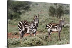 Plains zebra, Equus quagga, Tsavo, Kenya.-Sergio Pitamitz-Stretched Canvas