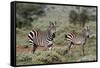 Plains zebra, Equus quagga, Tsavo, Kenya.-Sergio Pitamitz-Framed Stretched Canvas