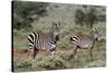 Plains zebra, Equus quagga, Tsavo, Kenya.-Sergio Pitamitz-Stretched Canvas