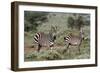 Plains zebra, Equus quagga, Tsavo, Kenya.-Sergio Pitamitz-Framed Photographic Print