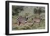 Plains zebra, Equus quagga, Tsavo, Kenya.-Sergio Pitamitz-Framed Photographic Print