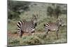 Plains zebra, Equus quagga, Tsavo, Kenya.-Sergio Pitamitz-Mounted Photographic Print