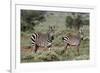 Plains zebra, Equus quagga, Tsavo, Kenya.-Sergio Pitamitz-Framed Photographic Print