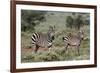Plains zebra, Equus quagga, Tsavo, Kenya.-Sergio Pitamitz-Framed Photographic Print