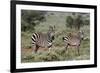 Plains zebra, Equus quagga, Tsavo, Kenya.-Sergio Pitamitz-Framed Photographic Print