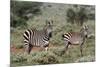 Plains zebra, Equus quagga, Tsavo, Kenya.-Sergio Pitamitz-Mounted Photographic Print