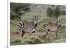 Plains zebra, Equus quagga, Tsavo, Kenya.-Sergio Pitamitz-Framed Photographic Print